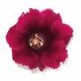 Seminte profesionale  Gloxinia (Sinningia hybrida)- Gloxinia - imagine 49254